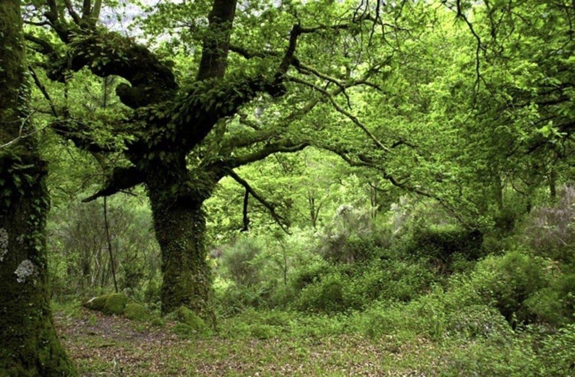 Incêndios sendo combatidos por drones no Gerês